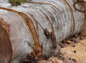 Женщина срубила дерево