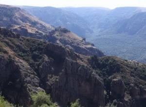 Совещание в лесу