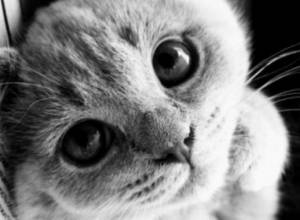 Кошка пошла в ресторан