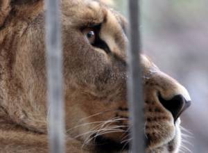 Львы задушили льва