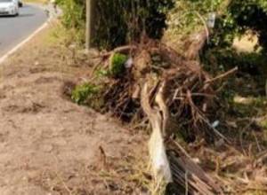 В районе «Бангладеш» упало дерево