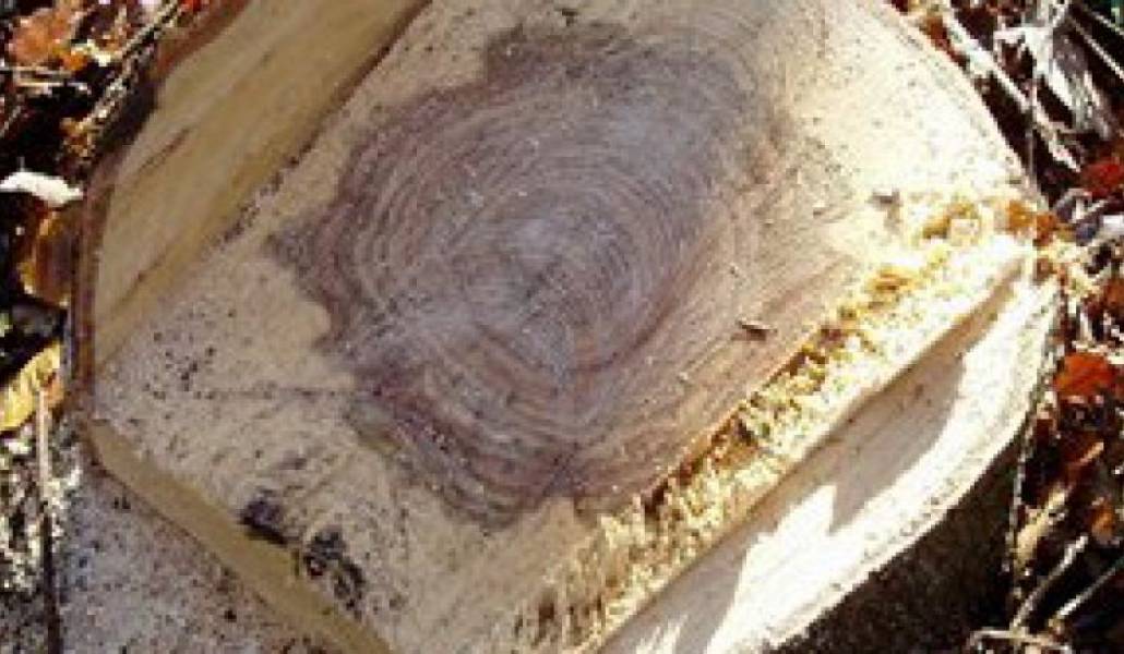 9888d9a5b4d45a8a01b6e7c18f33b7c0