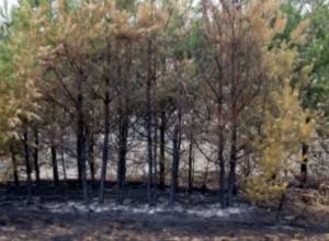 Горит Лорийский район