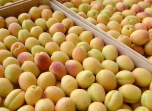 Через 15 дней абрикосов не будет