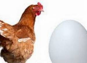 26 процентов потребляемого птичьего мяса – местного производства