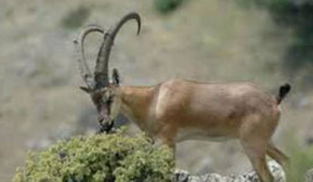 e0385cccda6b0c25b8144a93fddc3f1f