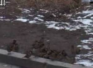 Թռչունների աննախադեպ անկում