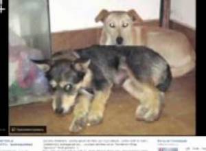 E club հաղորդում N9