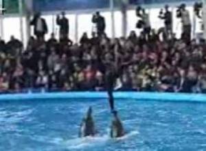 Դելֆինաթերապիա