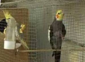 Դաշնամուր լարողն ու երգող թութակը