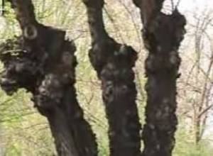 Խորը էտը օգտակար, թե՞....