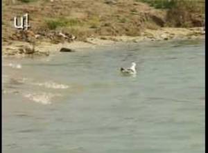 Սևան. Բնապահպանները ահազանգում են