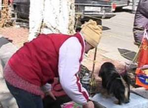 Շների առքուվաճառաքը չի կարգավորվում օրենսդրությամբ