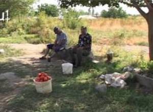Պետության տված թունաքիմիկատից բերքն այրվել է