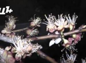 Գյուղացիները պայքարում են ցրտահարության դեմ