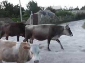 Կովերին այսուհետ  պետք է համոզել խոսքով