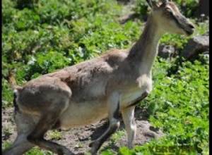 Հայաստանում կենդանական աշխարհը վտանգված է. մասնագետ