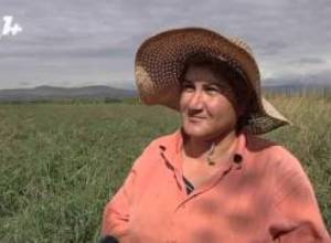 Գործարանը լոլիկը ընդունել է 40 դրամով, բայց գումարը դեռ չի տվել