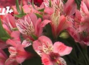 Ծաղկավաճառները սպասում են գազի գնի իջեցմանը