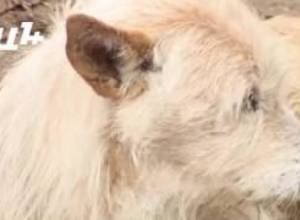 Քաղաքապետարանի միլիոնների եկամուտը՝ ընտանի կենդանիներից