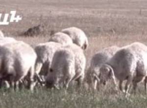 Բրուցելոզն ամենաշատը տարածված է Կոտայքում եւ Արարատում. կլինեն մասսայական պատվաստումներ