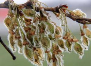 Fruit trees were frostbitten