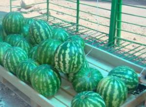 Cold watermelons under the scorching sun