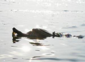 Corpse found in the lake