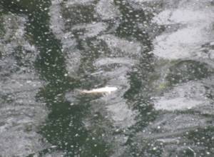 Fish died of chlorine concentrates