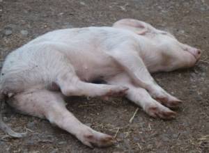 Pigs slaughtered in Syunik Marz