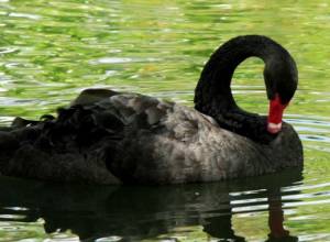 Two black swans