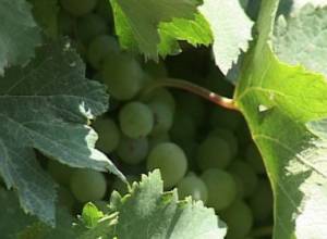 Eight tons of grape at a knockdown price