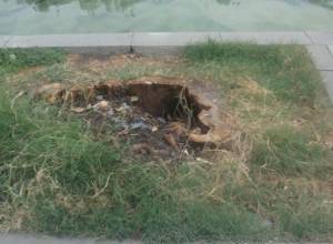 Willow chopped down before Medvedev’s visit