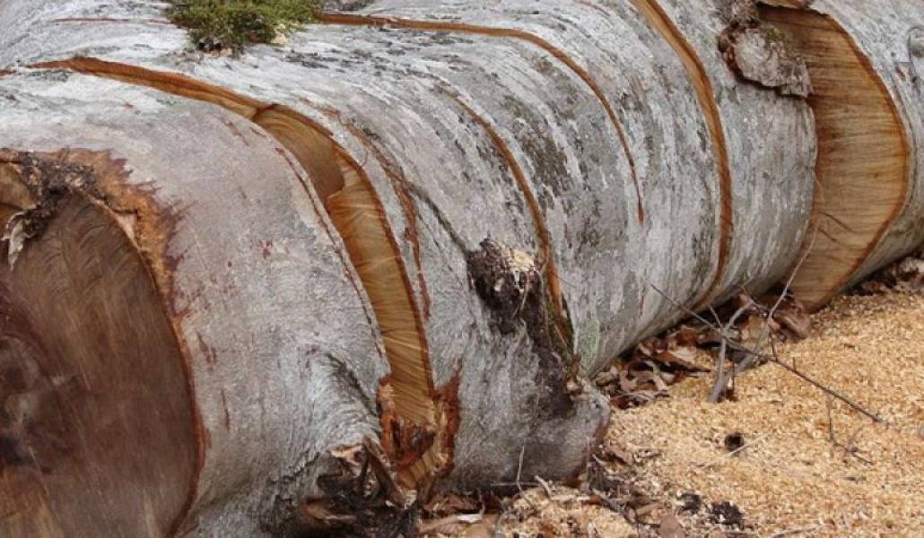 d72d381ce90385a35a39153ad6e90526