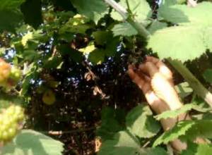 Villagers sell blackberry to meet their daily needs