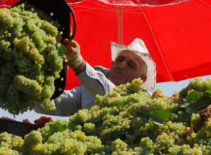 250 000 tons of grape expected in Armenia