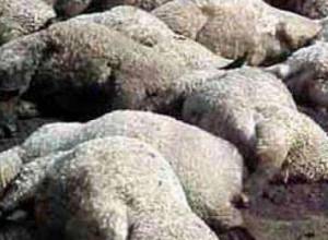 Sheep torn to pieces by wolves