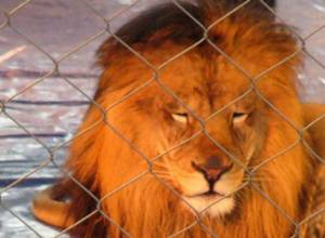 Lion kills zoo worker in Hrazdan