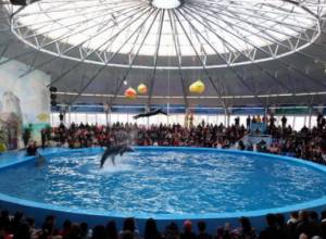 Dophinarium opens in Yerevan amid public protests