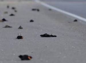 “They do not want to reveal the reasons behind mass deaths of birds”