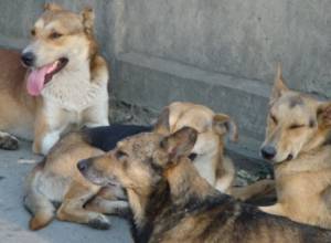 The dogs will be killed