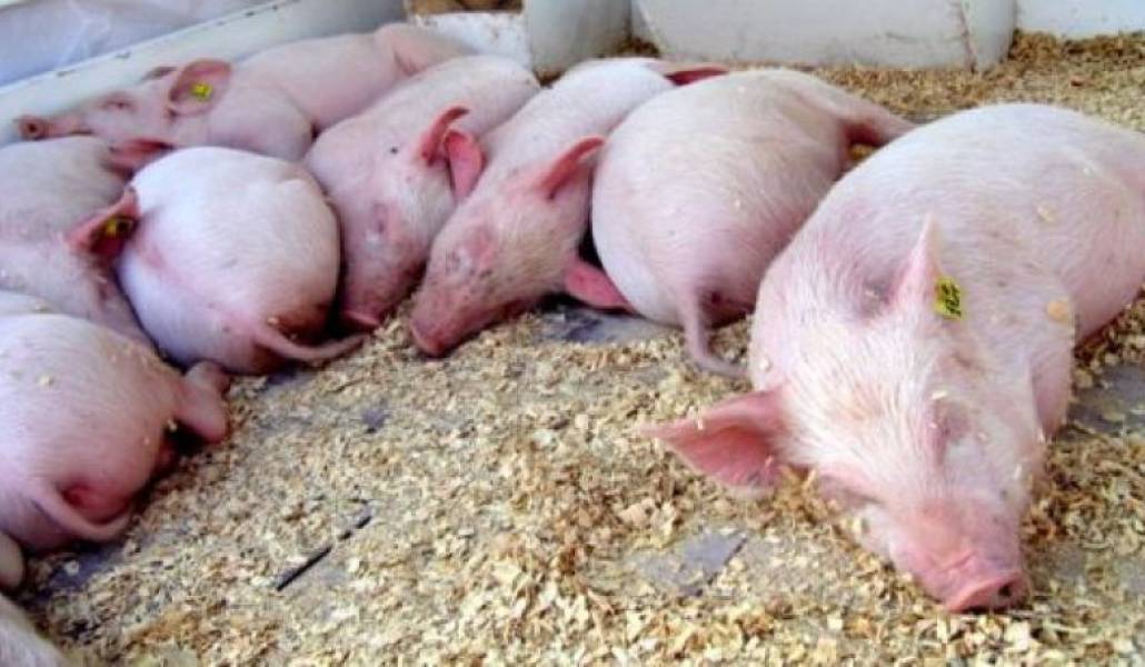 40b3829d55cc8135f78ee8595003c93b