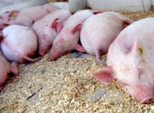 Cases of swine plague discovered in Sisian region