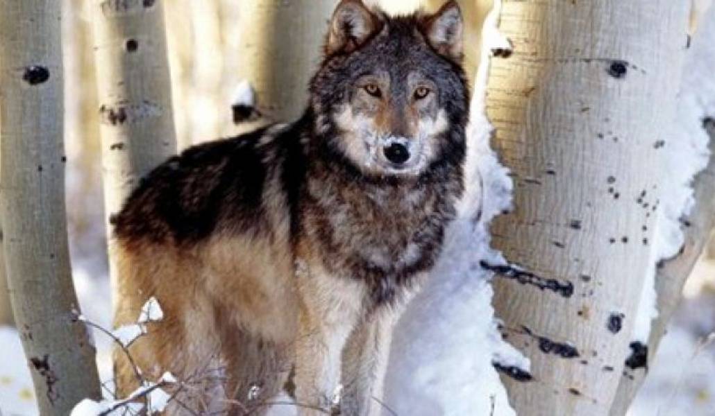 0943757823ffecffa170950de4cae98d