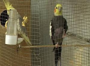 Parrot sings famous Armenian song - Ashtarak’s walnut