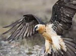 Berd citizen attempted to sell vulture for $500