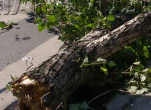 Tree falls on passers-by in Yerevan