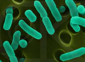 E. coli continues to shake Europe