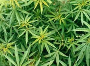 Marijuana bushes removed