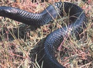 One bitten by snake, the other drank toxic liquid